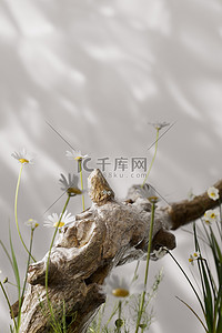 南京地标图片背景图片_春天春季植物绿色3D立体场景仿摄影展台图片