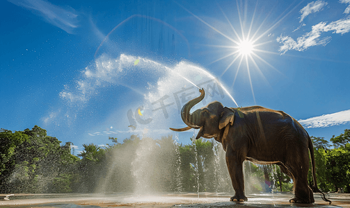 民族摄影照片_泼水节大象喷水