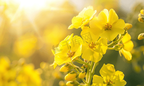 油菜花春景美女