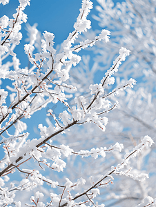 树枝上的积雪