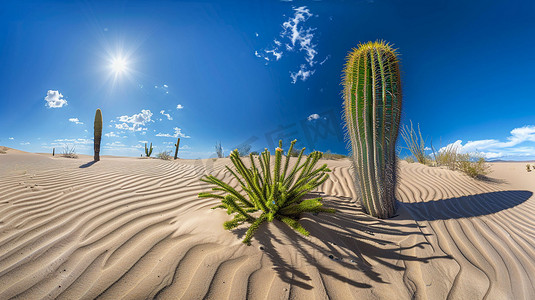 沙漠仙人掌立体描绘摄影照片