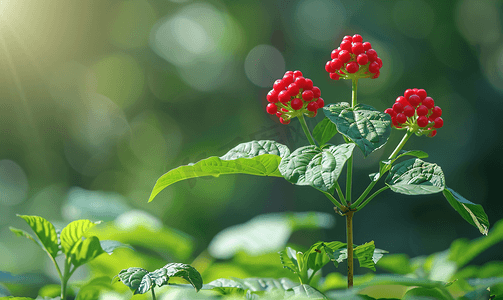 本草纲目视频摄影照片_西洋参西洋人参