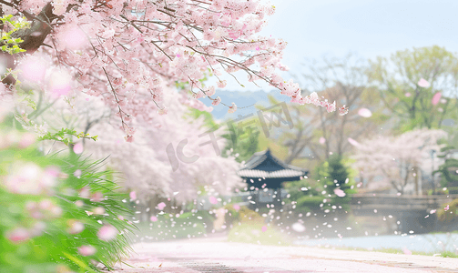 春天樱花树樱花照片