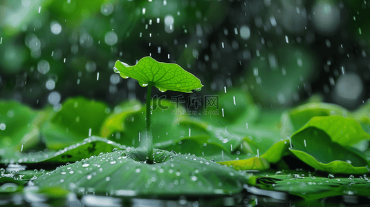 户外下雨绿色荷叶上露珠的背景