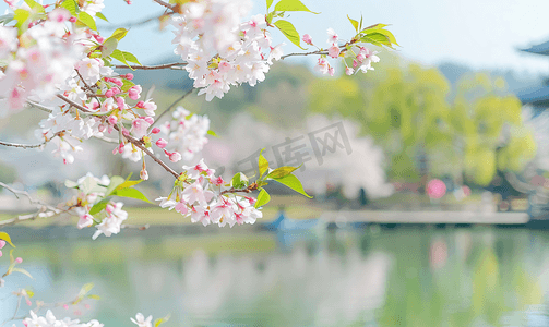 春景摄影照片_春天樱花树樱花照片