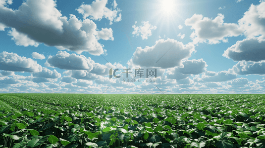户外蓝天白云下农田里蔬菜的背景