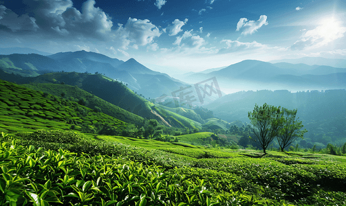 春天阳光风景摄影照片_茶山沉寂