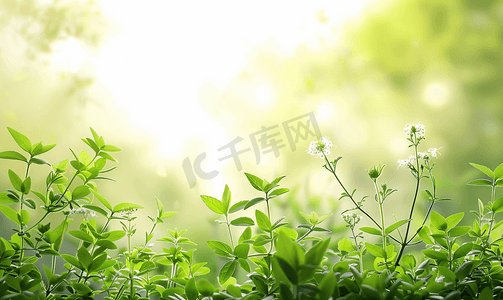 净化空气摄影照片_净化空气的草本植物