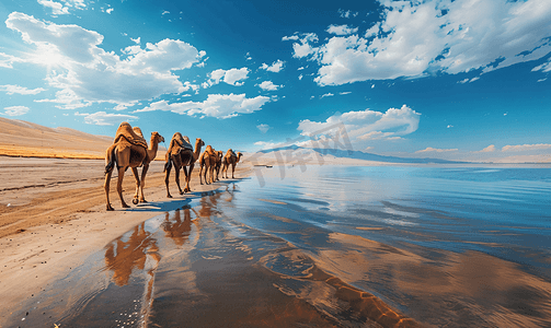 蓝色渐变唯美摄影照片_青海湖边的骆驼