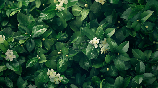 白色简约平铺背景图片_绿色简约平铺树叶白色花朵的背景