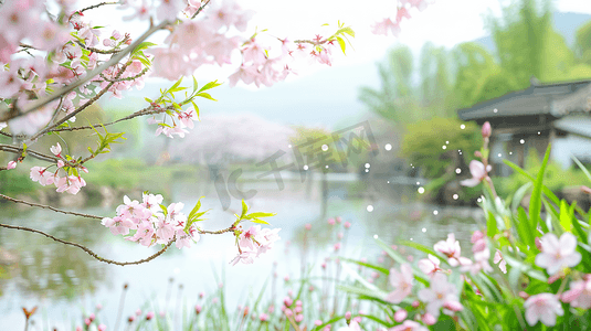 春天摄影照片_春天樱花树樱花风景照片