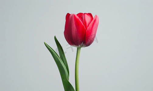 郁金香花海摄影照片_郁金香盛开