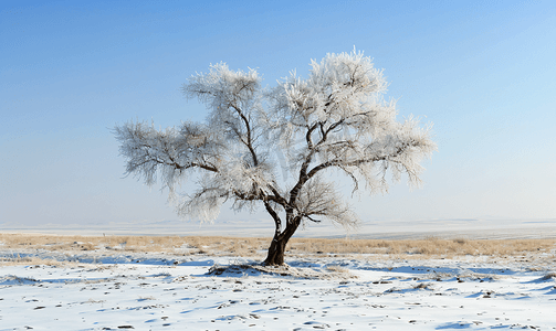 下雪植物摄影照片_内蒙古冬季树挂雪景