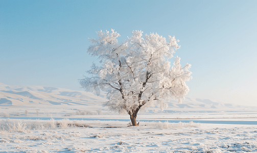 冰花摄影照片_内蒙古冬季树挂雪景