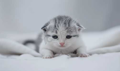 英短蓝白猫小猫