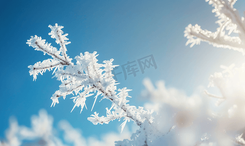 树枝雾凇雪花特写