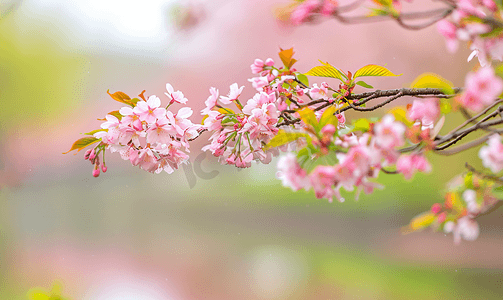 春天樱花树樱花照片