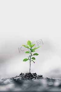 植树节摄影图树木小树照片写实