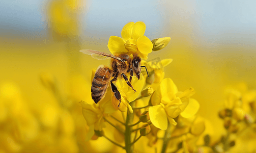 油菜花上的蜜蜂摄影2