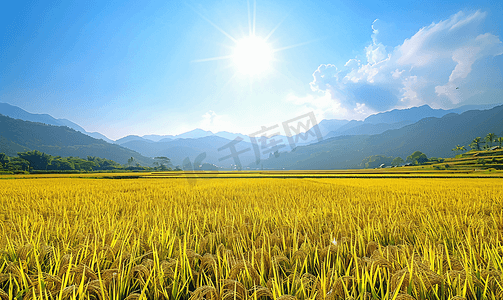 节气时节摄影照片_芒种时节金黄稻田