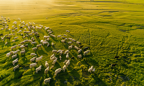 5拍摄影照片_航拍新疆巴音布鲁克大草原牧羊人羊群