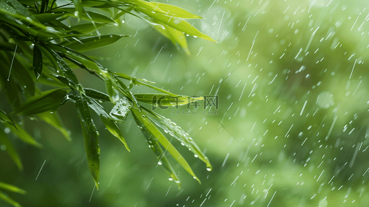 干旱大地下雨背景图片_绿色雨季竹叶背景