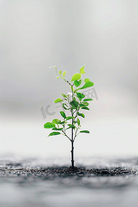 摄影图树木植树节小树照片写实