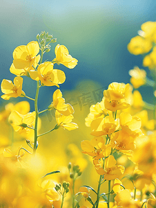 油菜花春天风景