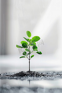 自然光风景摄影照片_植树节树木小树照片写实摄影图