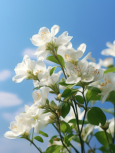 清新蓝色天空摄影照片_白色茉莉花淡蓝色天空摄影图