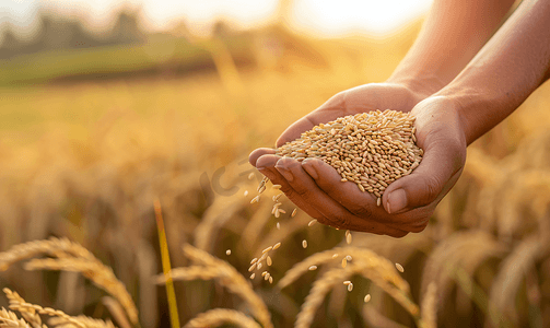 农民在亚洲麦田里手捧水稻