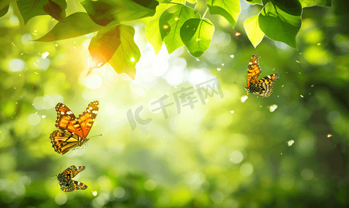 夏天小海报摄影照片_夏日午后的树叶蝴蝶背景