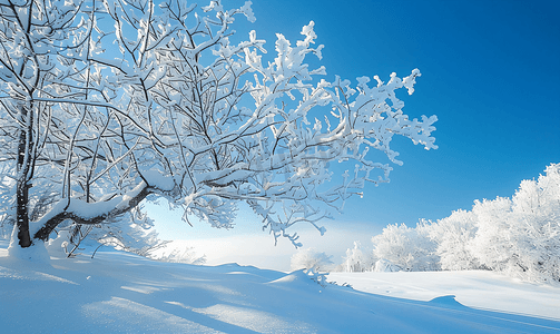 树枝上的积雪