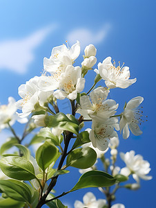 白色茉莉花淡蓝色天空摄影图