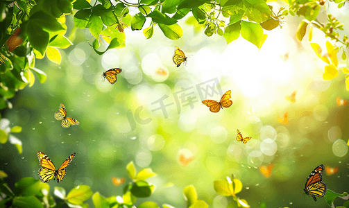 绿色唯美树叶摄影照片_夏日午后的树叶蝴蝶背景