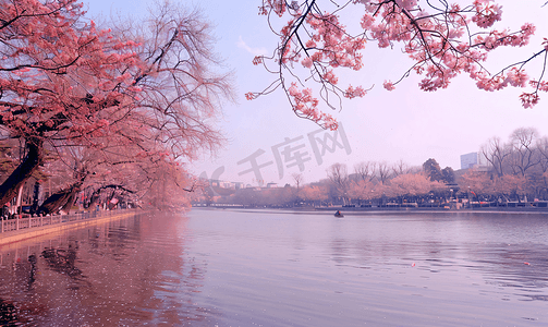 春天上海摄影照片_上海宝山顾村公园樱花
