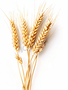 麦子背景摄影照片_芒种麦穗农作物