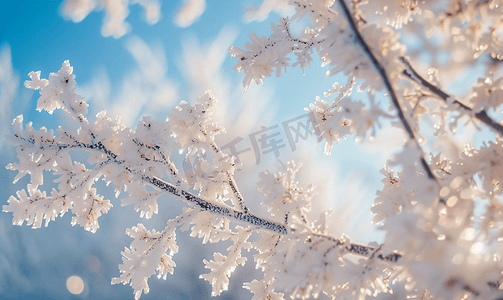 下雪素材摄影照片_内蒙古冬季树挂雪景特写