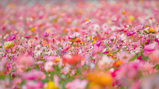 彩色户外花朵花丛的摄影摄影图