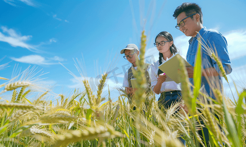 休闲农业摄影照片_亚洲人科研人员和农民在麦田里交流技术