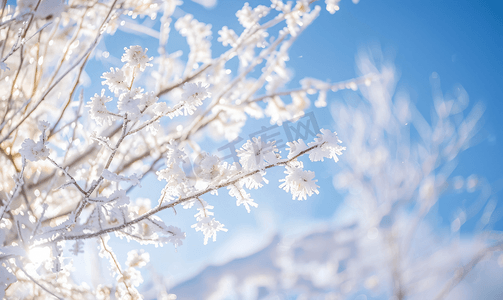 下雪植物摄影照片_内蒙古冬季树挂雪景特写