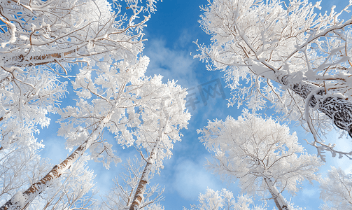 冷空气图片摄影照片_内蒙古冬季树挂雪景特写