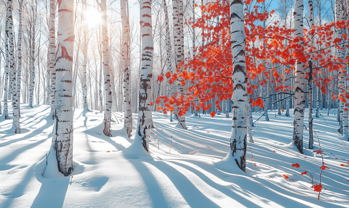 冬天叶子摄影照片_冬日暖阳雪地上的白桦林红叶