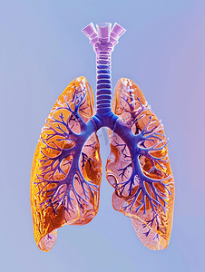 人体结构图摄影照片_胰腺外观图呼吸内科