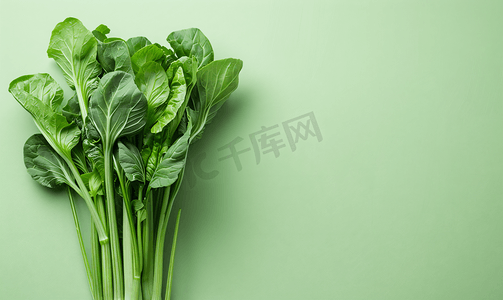 上海青图片摄影照片_正在生长的蔬菜上海青