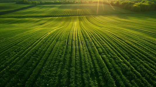 麦子背景图片_绿色户外农田田地阳光光芒的背景