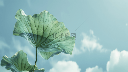 荷叶纹理背景图片_白色简约清新荷叶纹理荷花的背景