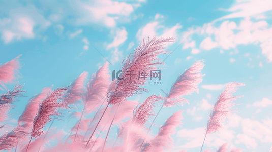 白云质感背景图片_粉红色渐变朦胧户外芦苇的背景