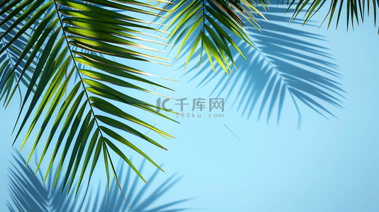 夏天光影背景图片_夏季绿色棕榈叶装饰背景