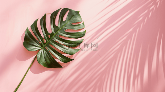 粉色夏季小清新装饰棕榈叶简约背景